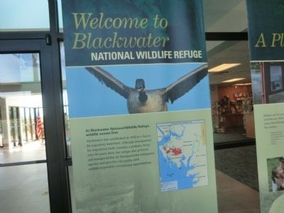 Welcome to Blackwater National Wildlife Refuge Marker image. Click for full size.
