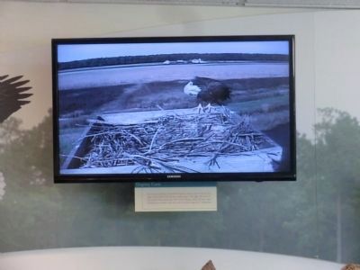 Monitor inside the Visitor Center of a Eagle's Nest located outside. Click for full size. Monitor inside the Visitor Center of a Eagle's Nest located outside image. Click for full size.