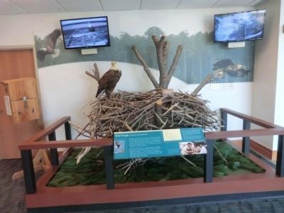 Visitor Center-Eagle's Nest display with monitor image. Click for full size.