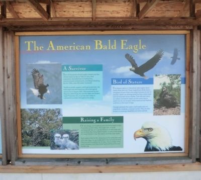 The American Bald Eagle Marker image. Click for full size.