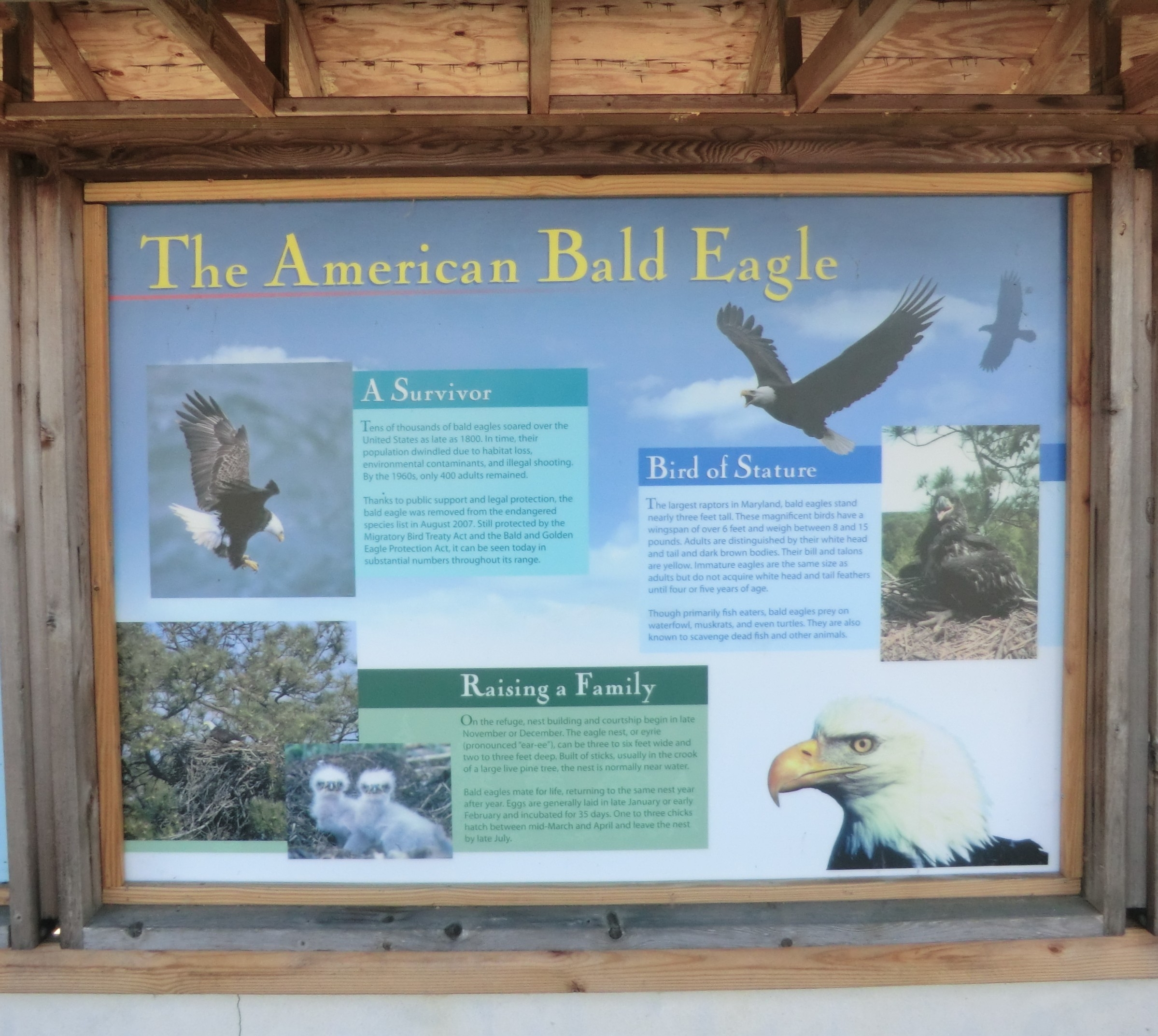 The American Bald Eagle Marker