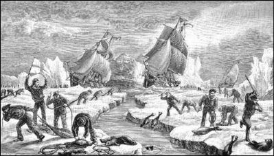 Seal Harvest image. Click for full size.