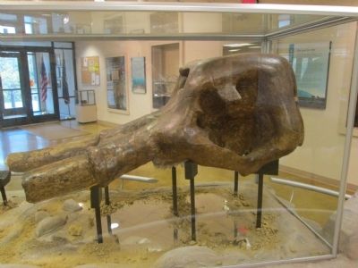 "Big Bone" at the Nearby Museum image. Click for full size.
