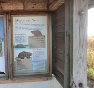 Muskrat and Nutria Marker image. Click for full size.
