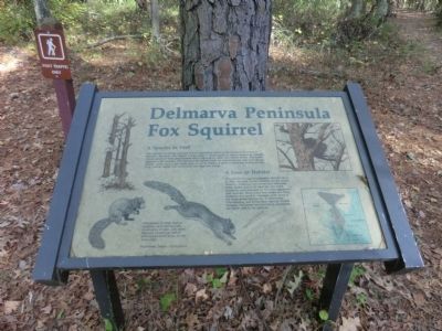 Delmarva Peninsula Fox Squirrel Marker image. Click for full size.