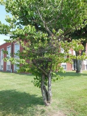 Bicentennial Dogwood (<i>Courthouse in background</i>). Click for full size. Bicentennial Dogwood (<i>Courthouse in background</i>) image. Click for full size.