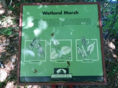 Wetland Marsh Marker image. Click for full size.