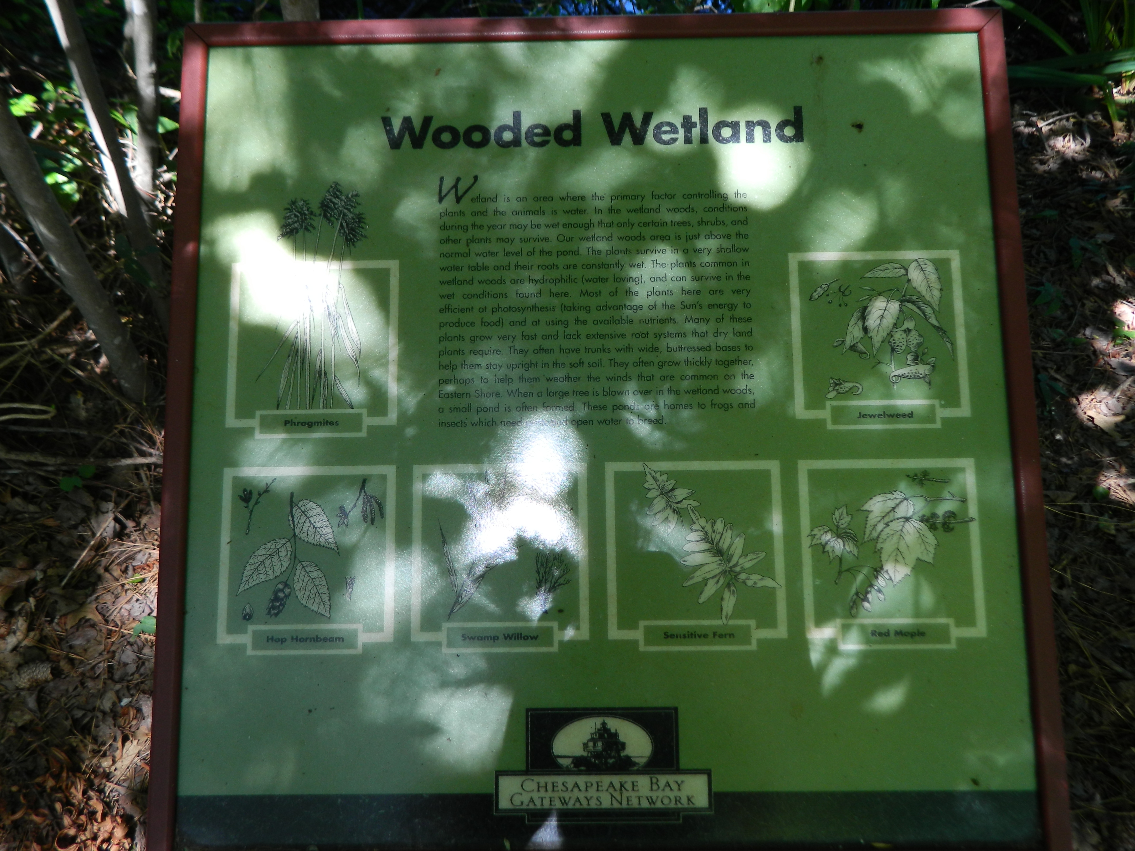 Wooded Wetland Marker