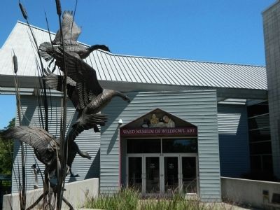 Ward Museum of Waterfowl Art. Click for full size. Ward Museum of Waterfowl Art image. Click for full size.