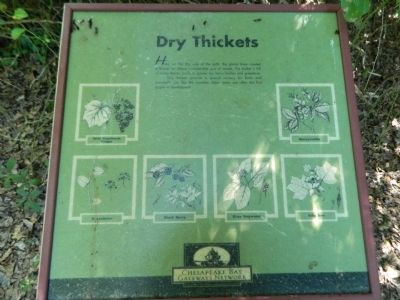 Dry Thickets Marker image. Click for full size.