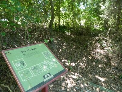 Dry Thickets Marker image. Click for full size.