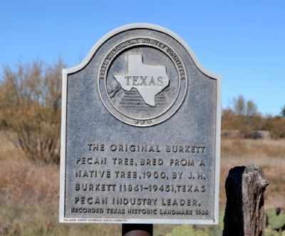 Burkett Pecan Tree Marker image. Click for full size.