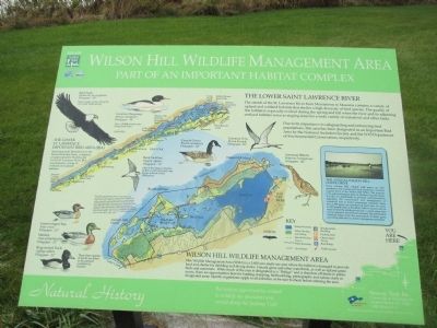 Wilson Hill Wildlife Management Area Marker image. Click for full size.