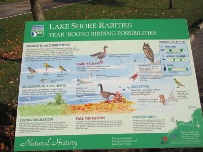 Lake Shore Rarities Marker image. Click for full size.
