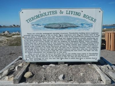 Thrombolites or Living Rocks Marker image. Click for full size.
