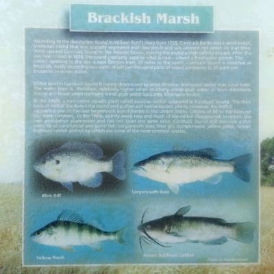 Brackish Marsh image. Click for full size.