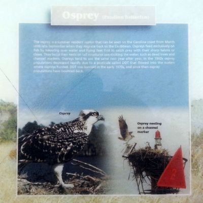 Osprey (Pandion haliaetus) image. Click for full size.