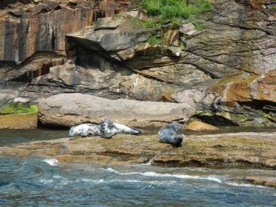Grey Seals, Bird Islands image. Click for full size.