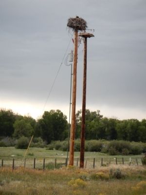 Osprey Nest image. Click for full size.