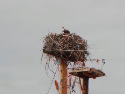 Osprey Nest image. Click for full size.
