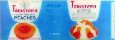 Taneytown Yellow Freestone Peaches. Click for full size. Taneytown Yellow Freestone Peaches image. Click for full size.