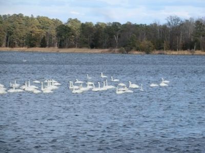 Tundra Swan in the Chester River image. Click for full size.