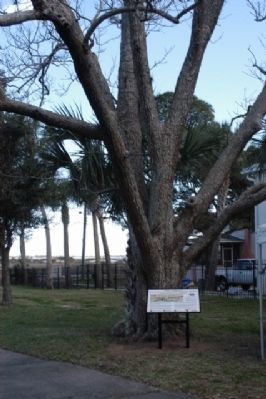St Augustine Marker- First Permanent Settlement. Click for full size. St Augustine Marker- First Permanent Settlement image. Click for full size.