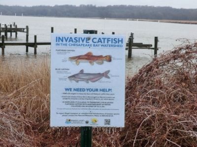 Invasive Catfish in the Chesapeake Bay Watershed image. Click for full size.