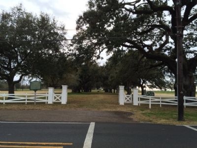 Manresa House Oak Trees (Across the street from retreat) image. Click for full size.