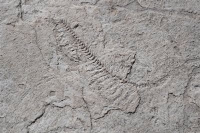 Fossils. Click for full size. Fossils image. Click for full size.
