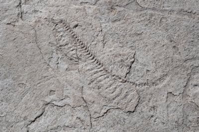 Fossils image. Click for full size.