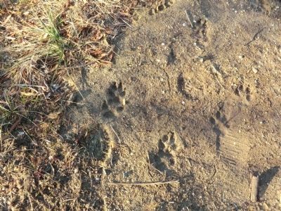 Large animal foot prints in the sand near the marker. Click for full size. Large animal foot prints in the sand near the marker image. Click for full size.