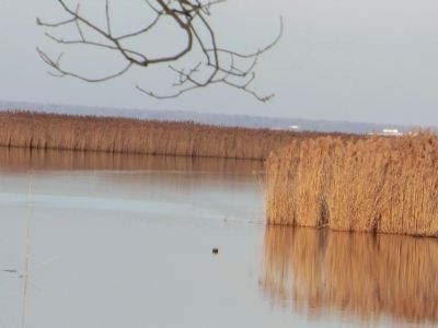 Marsh land near the marker. Click for full size. Marsh land near the marker image. Click for full size.