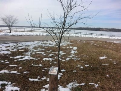 The Remembrance Tree. Click for full size. The Remembrance Tree image. Click for full size.