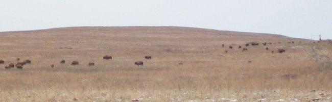 Free Ranging Bison at Tallgrass Prairie Preserve image. Click for full size.