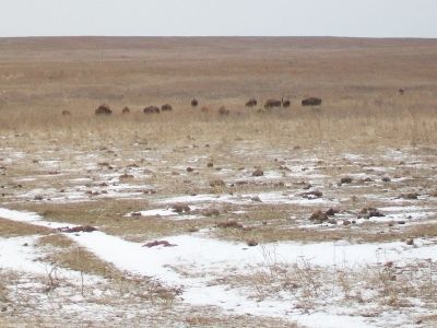 Bison on the Tallgrass Prairie. Click for more information. Bison on the Tallgrass Prairie image. Click for more information.