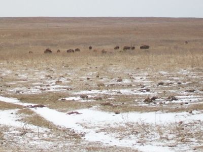 Bison on the Tallgrass Prairie image. Click for more information.
