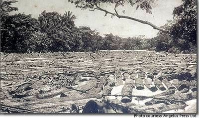 Mahogany logs held up at a boom in Belize. image. Click for full size.