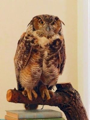 Great Horned Owl image. Click for full size.
