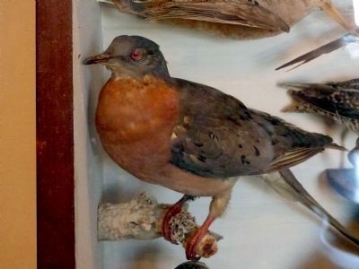 Passenger Pigeon image. Click for full size.