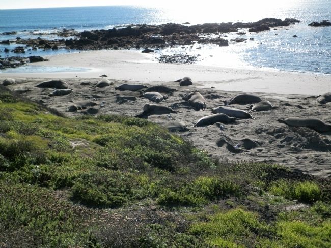 Elephant Seals image. Click for full size.