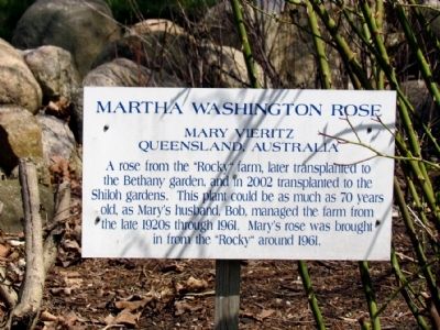 Informational Sign on Martha Washington Rose image. Click for full size.