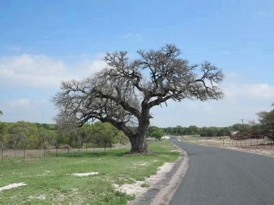 Gabriel Mills Hanging Tree. Click for full size. Gabriel Mills Hanging Tree image. Click for full size.