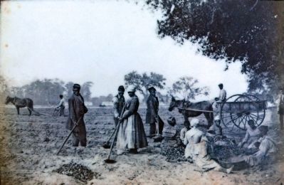 Slaves Planting sweet potatoes, 1864 image. Click for full size.
