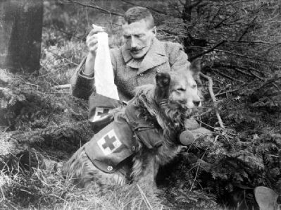 A British Kit dog image. Click for full size.