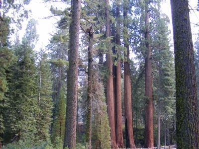 Giant Sequoia Trees. Click for full size. Giant Sequoia Trees image. Click for full size.