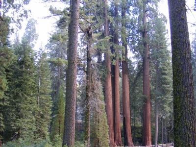 Giant Sequoia Trees image. Click for full size.