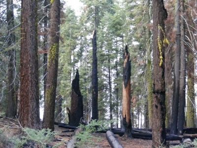 Giant Sequoias after a fire image. Click for full size.