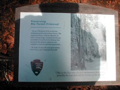 Preserving the Forest Primeval Marker image. Click for full size.