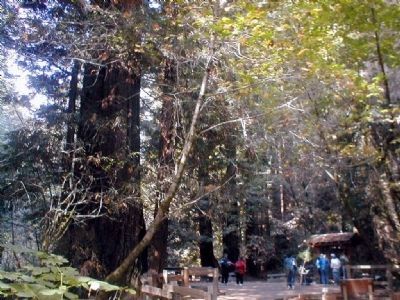 Muir Woods-Visitor Center in the background image. Click for full size.